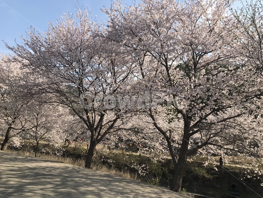 벚꽃,blossom,꽃,flower,꽃길