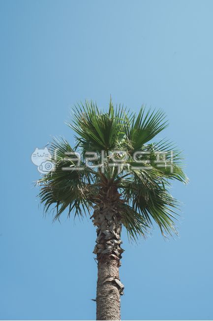야쟈수, tree, palmtree, 나무, 야자수나무, 사진,이미지,일러스트,캘리그라피 - 최승현작가