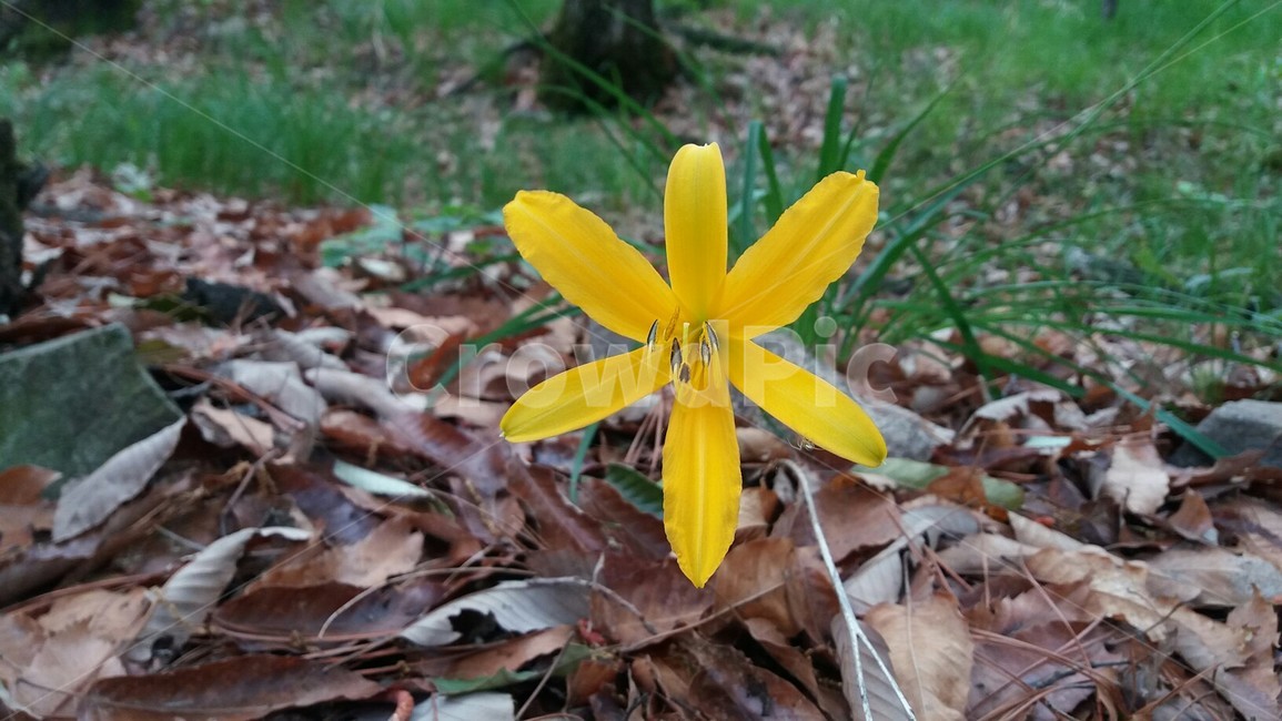 노란꽃,원추리,숲,자연,산책길