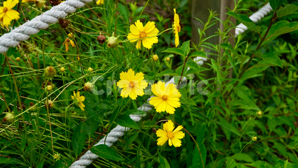 plant,식물,들꽃,flower,야생화,노랑꽃