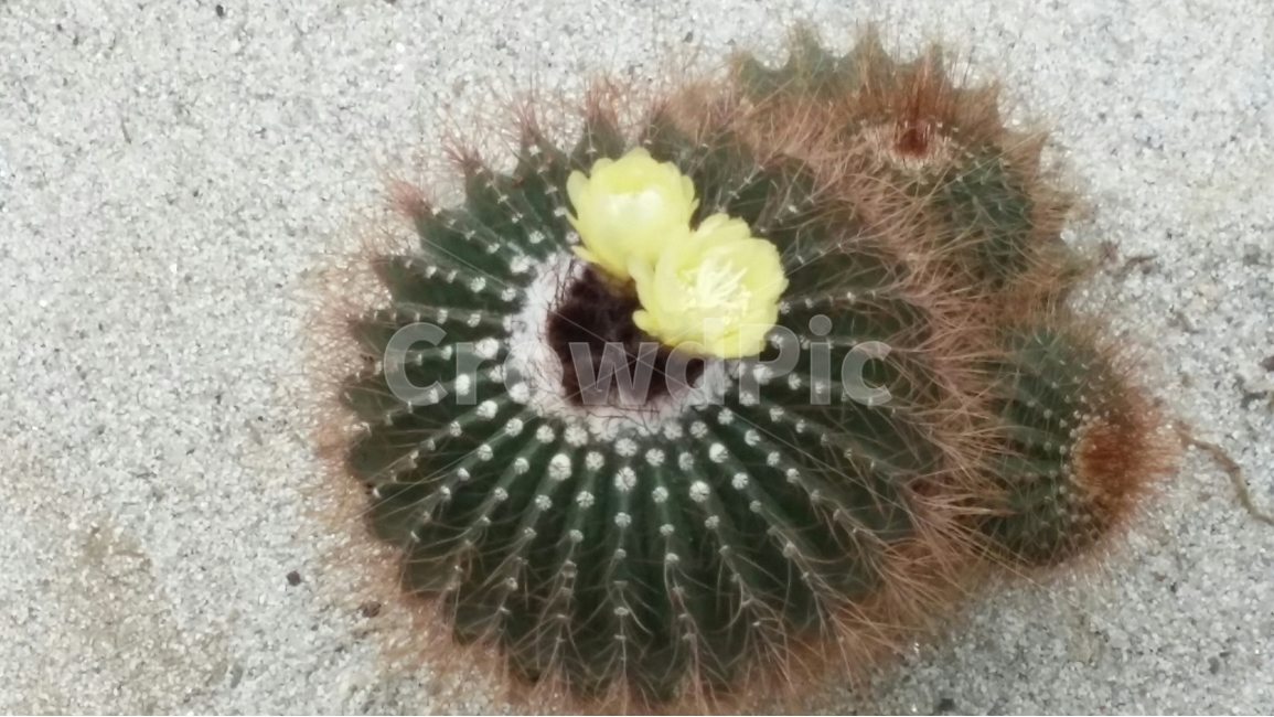 선인장,꽃,자연,가시,식물,식물,자연,plants,nature