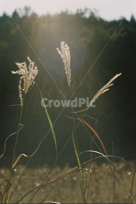 갈대,빛,reed,가을,억새,들판,가을분위기,가을,계절,fall,autumn,season,식물,자연,plants,nature