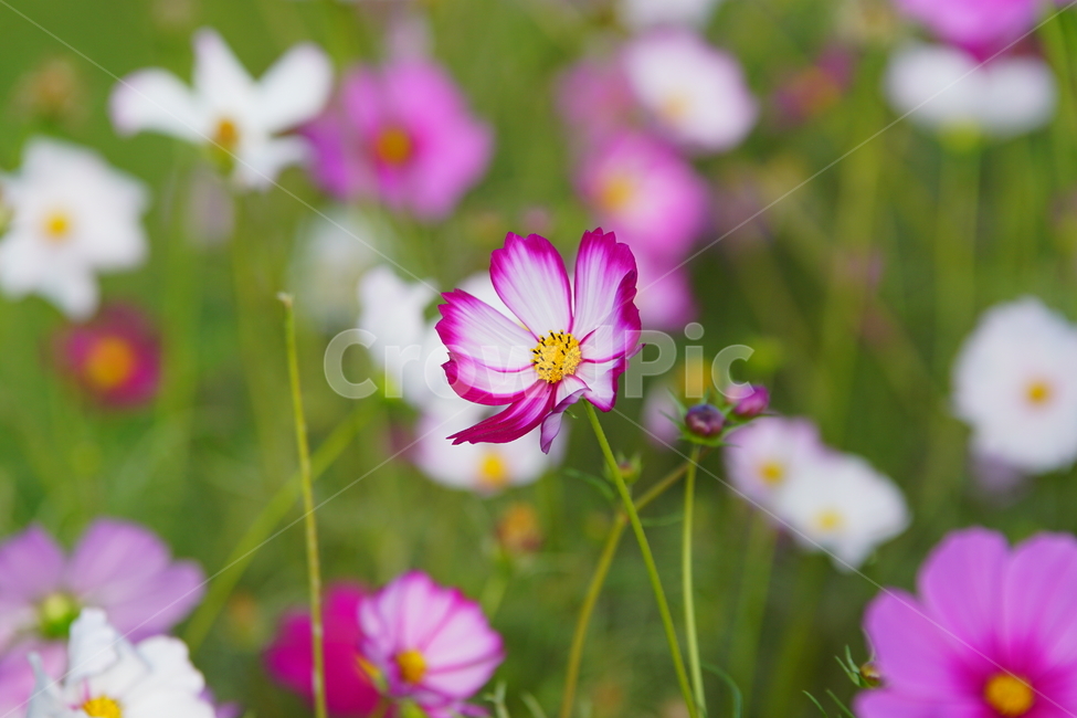 가을,꽃,자연,계절,순정,가을,계절,fall,autumn,season,식물,자연,plants,nature,꽃,flower,blossom,geranium,제라늄,plant,petal,꽃잎