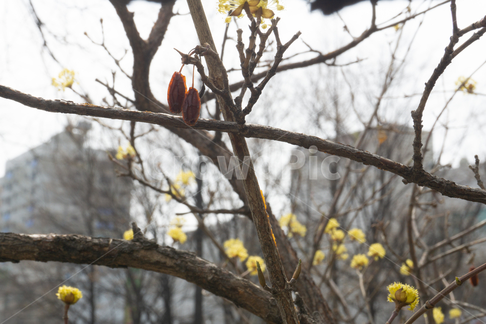 꽃,노란꽃,봄,봄꽃,봄날씨,꽃봉오리,봄,계절,spring,season,식물,자연,plants,nature,꽃,flower,animal,동물,bird,새,bee eater,꿀벌 먹는 사람