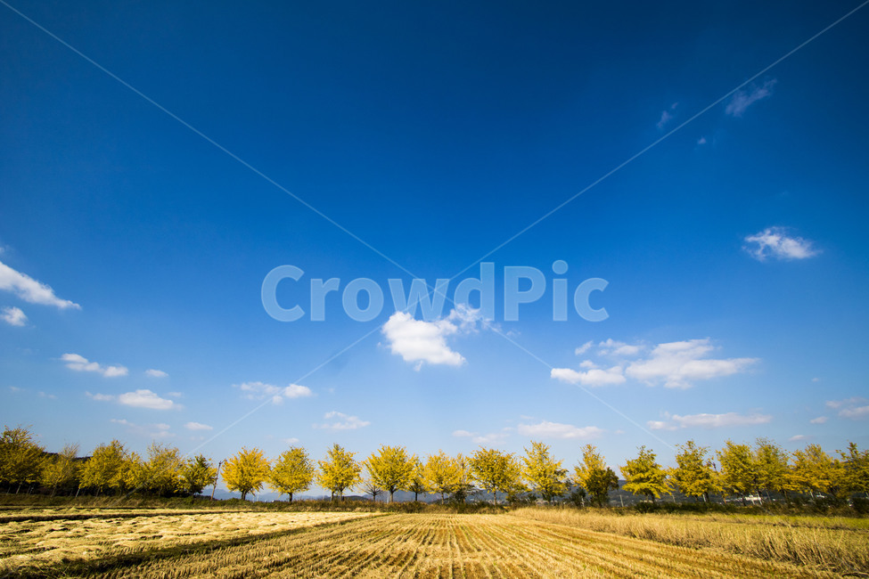 은행나무,하늘,구름,가을하늘,가을,가로수,가로수길,nature,자연,outdoors,옥외,field,한지방,countryside,들,가을,계절,fall,autumn,season,자연,풍경,nature,landscape