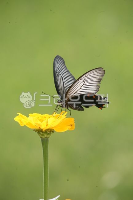 꽃,나비,산제비나비,백일홍,노랑백일홍,곤충,bee