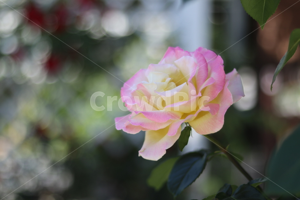 장미,꽃,풍경,핑크,5월,식물,자연,plants,nature,꽃,flower