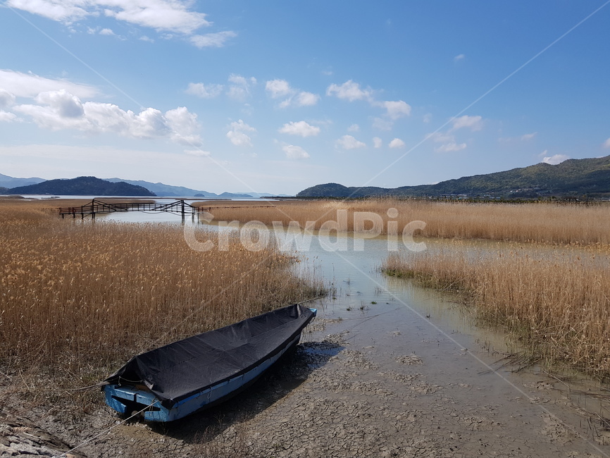 ecological park,Gangjin Bay reed field,Gangjin Tidal Flat,Gangjin Bay Ecological Park,Gangjin Bay Tidal Flat,Gangjingun mudflat,foreshore,Jinman Kang,reed field