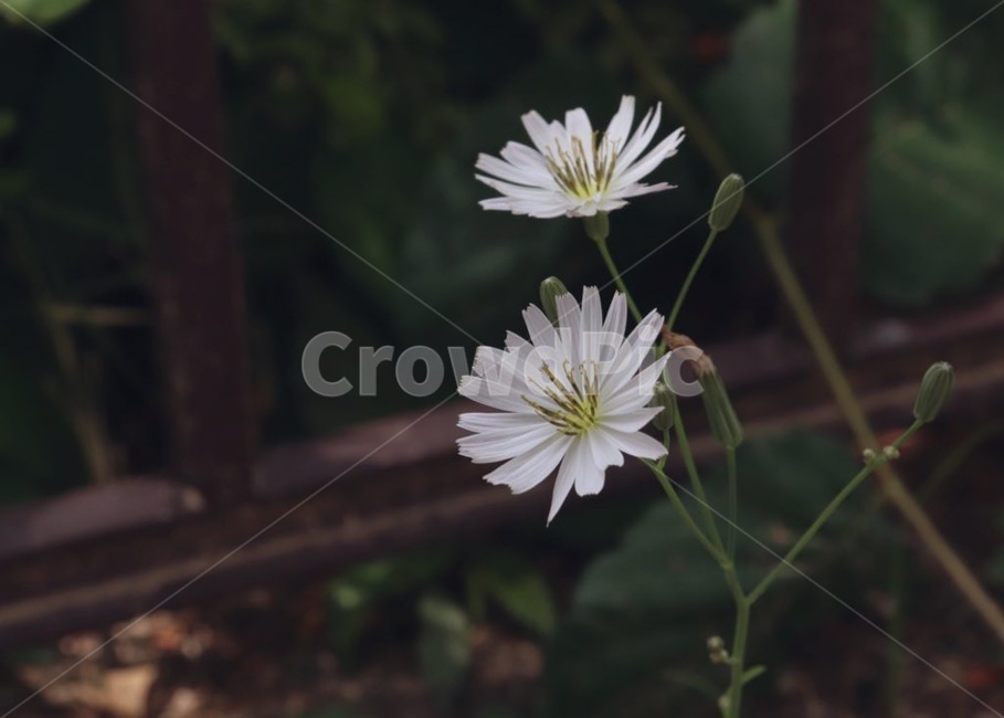 식물,plant,봄,꽃,자연,계절,flower,spring,nature,감성사진,감성,색상,색채,채도,색감,잎,풀,경치,pollen,화분