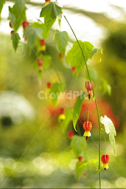 아부틸론,청사초롱꽃,꽃식물원,빨강,노란꽃,식용꽃,식물,자연,plants,nature,꽃,flower