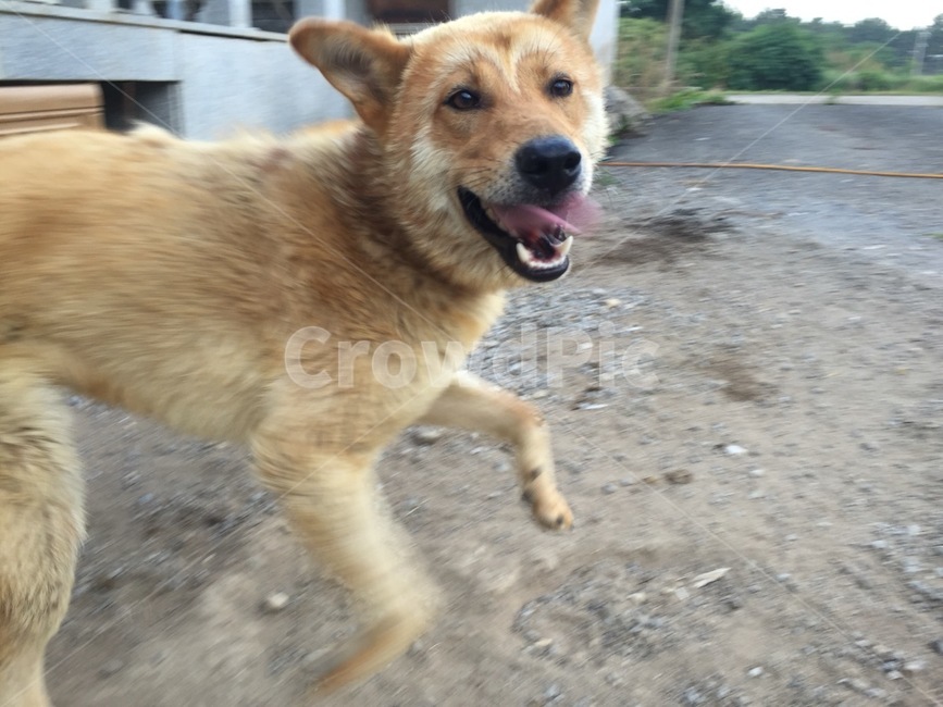 웃는강아지,반려견,행복한표정,진돗개,시골개,dog,동물,animal,포유류,mammal,개,강아지,dog,doggy