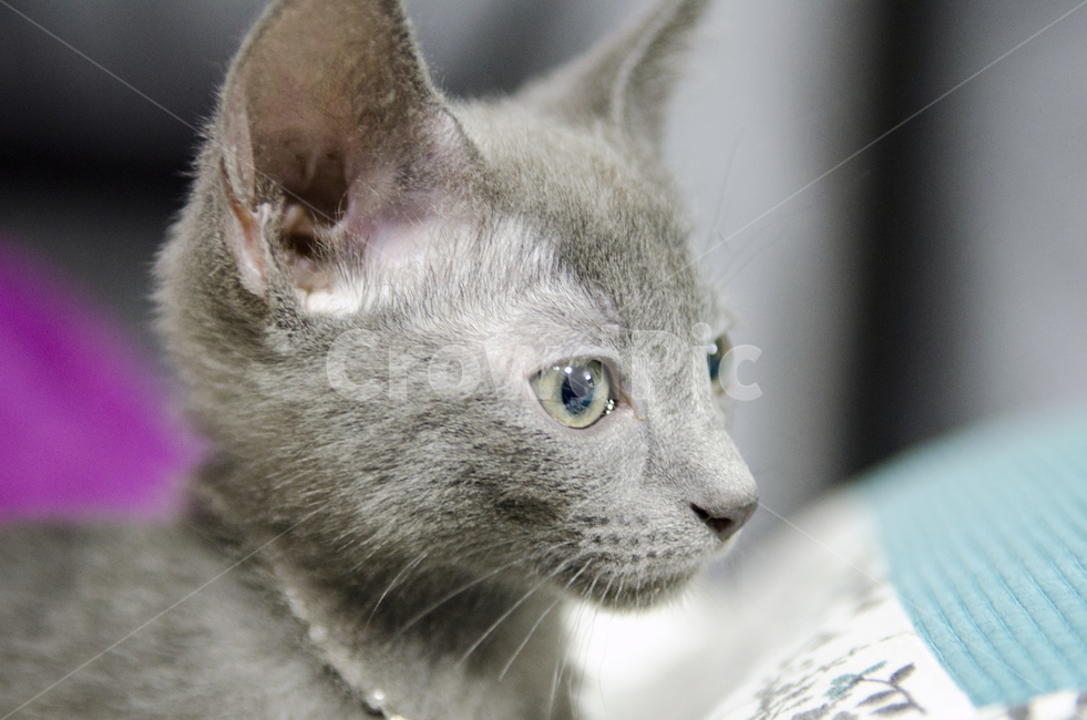고양이,펫,러시안블루,야옹이,회색,애묘,동물,animal,포유류,mammal,고양이,cat,kitten,kitty