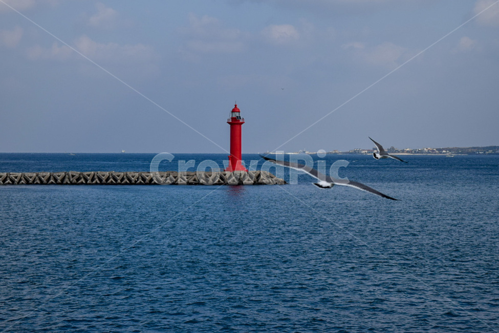 등대,겨울바다,새,갈매기,봉홧불,등대,lighthouse,동물,animal,조류,새,birds