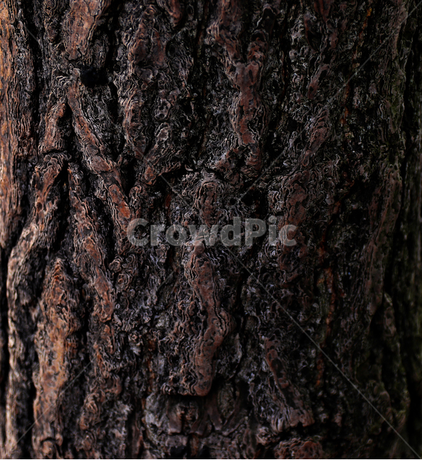 나무사진,나무질감,자연,숲,나무,나무,trees,wood