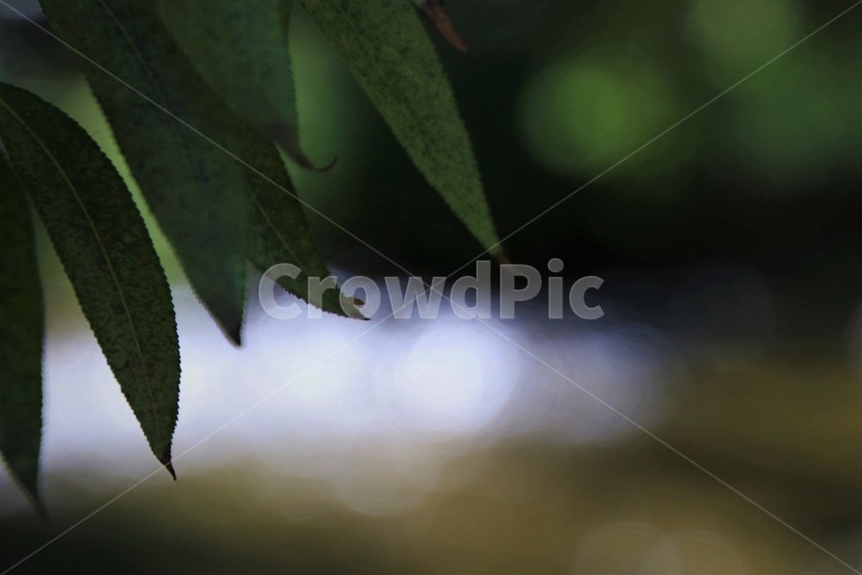 leaf,잎,plant,식물,자연,식물,자연,plants,nature