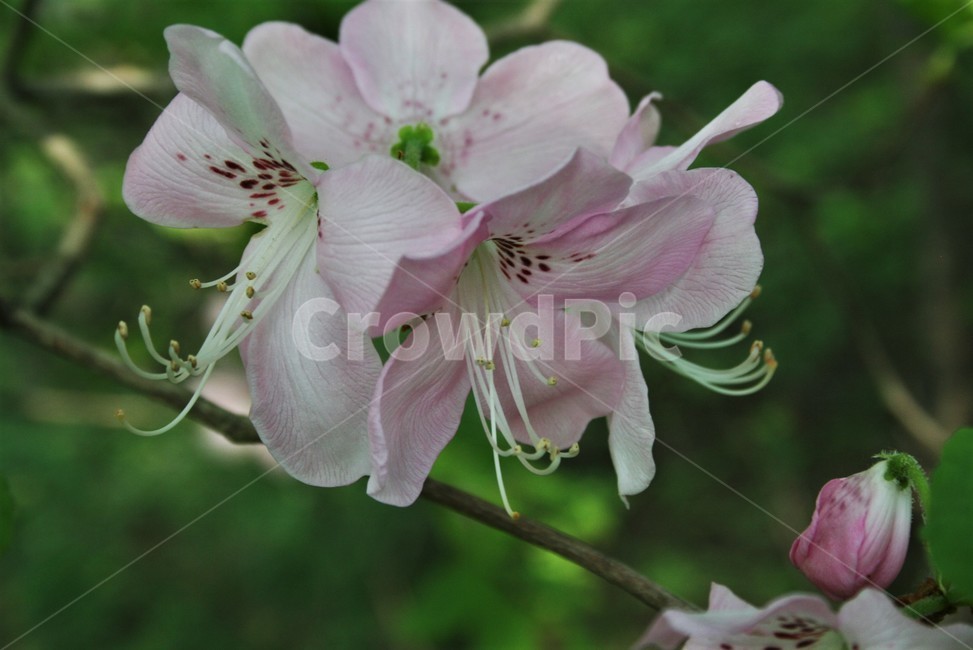 철쭉,진달래과,낙엽관목,아시아원산,개꽃나무,철죽,산객,척촉,야생화,자연,식물,자연,plants,nature,꽃,flower