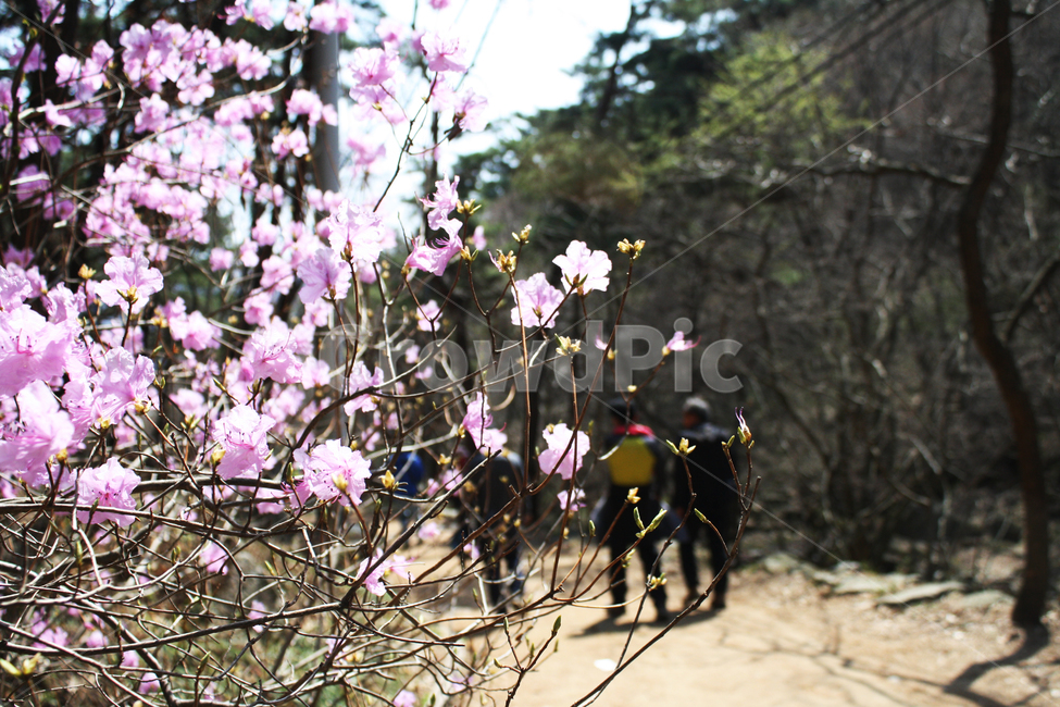 진달래,봄꽃,식물,봄산행,봄,모악산,등산,koreanrosebay,분홍꽃,spring,계절