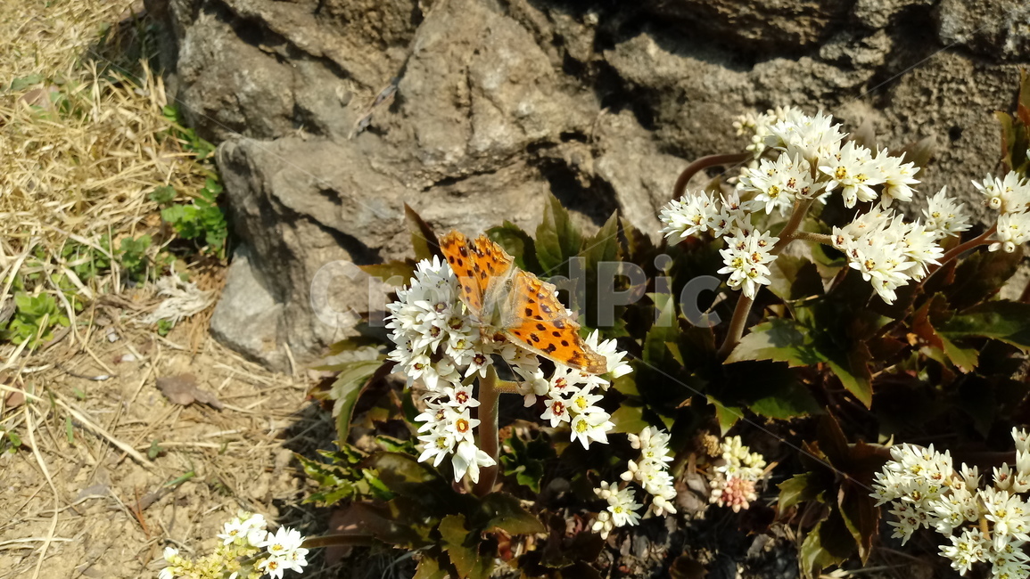 식물,나무,꽃,plant,blossom,flower,장장포,부처손,돌단풍,돌나리,추엽초,노호장,나비