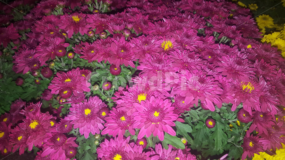여름,꽃,근접,식물,flower