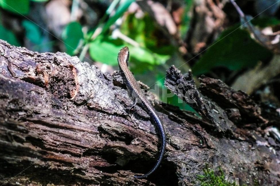 도마뱀,lizard,동물,자연,nature,파충류,나무,동물,animal,파충류,양서류,reptile,amphibian