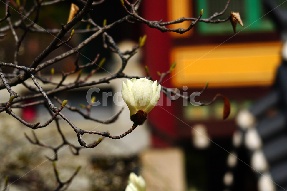목련,봄꽃,한국자연,꽃,꽃사진,플라워,flower,봄,spring,식물,plants,자연,nature,풍경,landscape,계절,season,snap,스냅,접사,macro,closeup,클로즈업,감성사진,감성,힐링,healing,느낌,feel,feeling,꽃밭,화단,나무,나뭇가지,tree,꽃봉오리,4월,April,목련꽃,한옥,봄,계절,spring,season,식물,자연,plants,nature,꽃,flower,sprout,새싹,bud,싹,blossom,plant