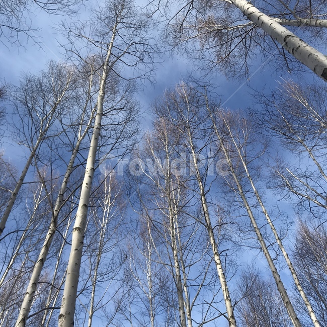 겨울,산,숲,나무,자작나무,추위,편안함,자연,풍경,nature,landscape,tree,plant,식물