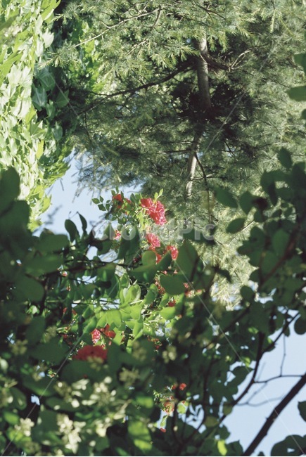 자연,감성,감성사진,장미,장미꽃,꽃,필름,필름카메라,필름사진,film,filmcamera,nature,rose,flower,plant,sensible,color,colorsensitivity,emotional,feeling