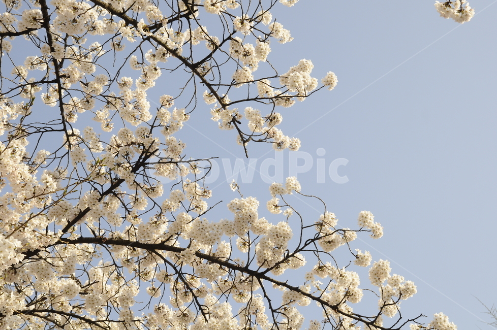 벚꽃,사쿠라,소풍,봄,나들이,자연,봄나들이,꽃송이,blossom,cherryblossom,식물,flower,plant,꽃