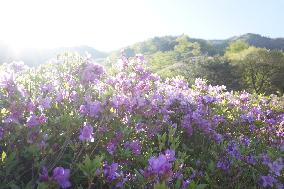 산,철쭉,분홍,파랑하늘,나무,아침,햇살,봄,봄,계절,spring,season,자연,풍경,nature,landscape,식물,plants,꽃,flower,휴식,힐링,rest,relaxation,healing,blossom,plant,geranium,제라늄