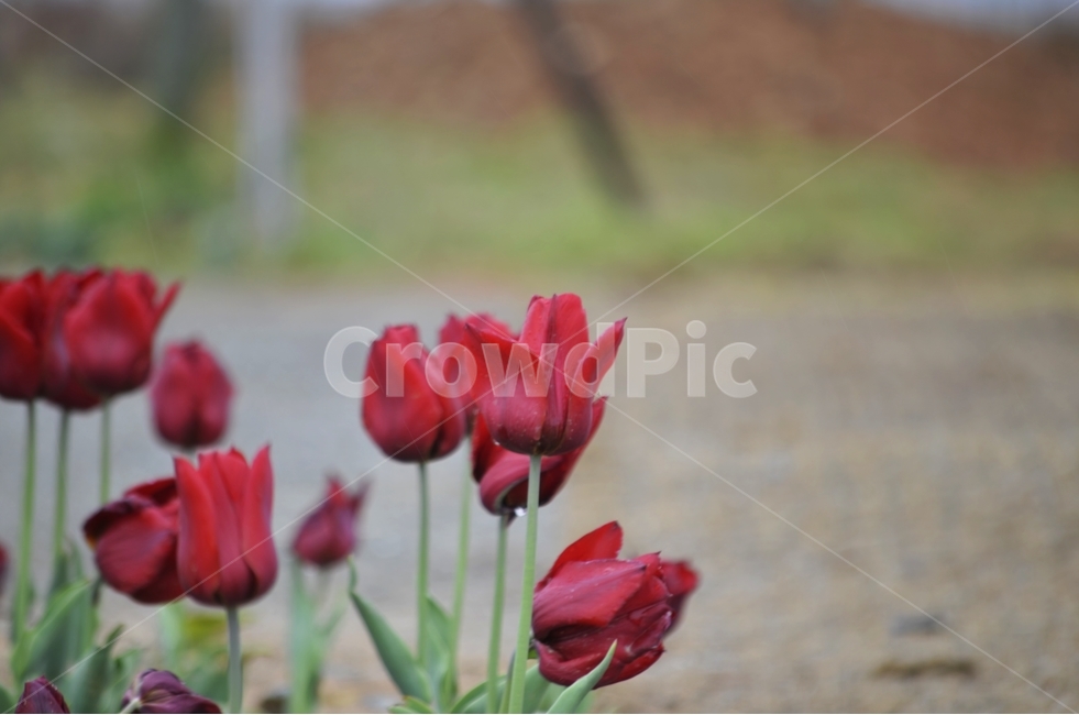 튜울립,튤립,꽃,빨간,풍경,감성,느낌,식물,자연,plants,nature,꽃,flower