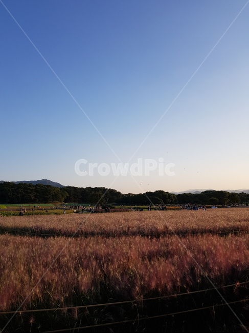 가을,경주핑크뮬리,자연,nature,가을하늘,경주