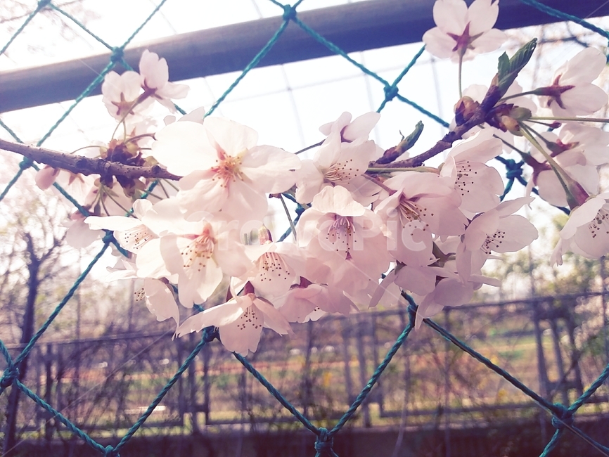 꽃,식물,벚꽃,flower,cherryblossom