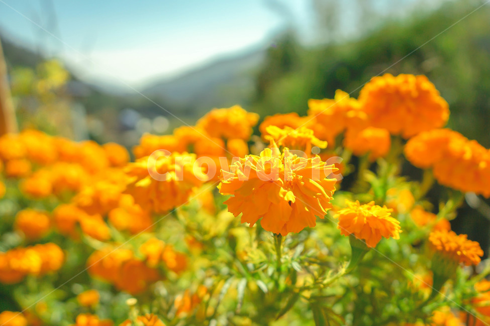 flower,geranium,제라늄,blossom,꽃,plant,식물,자연,풍경,산,꽃밭,식물,자연,plants,nature,꽃,flower