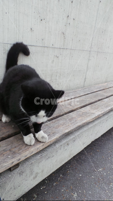 고양이,길고양이,cat,kitten,animal,동물,동물,animal,포유류,mammal,고양이,cat,kitten,kitty