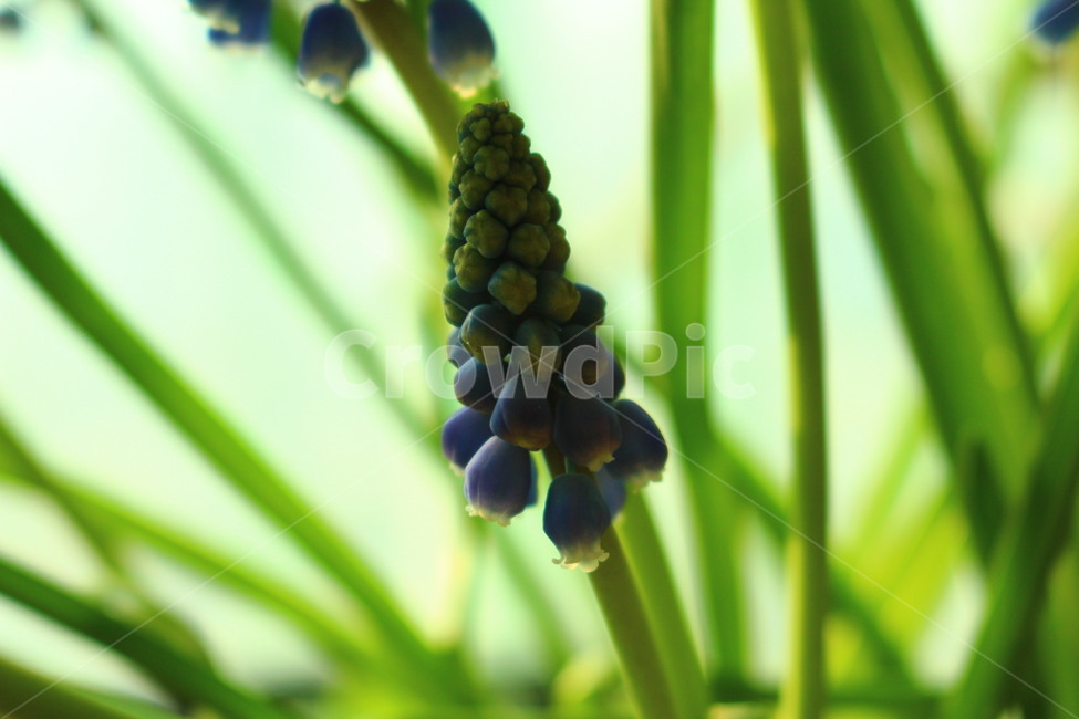 무스카리,보라색꽃,꽃,식물,감성,식물,자연,plants,nature,꽃,flower