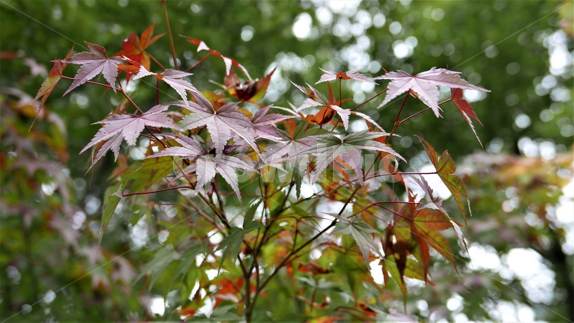 가을,단풍,나뭇잎,자연,가을풍경,가을,계절,fall,autumn,season,plant,식물,leaf,잎,tree,나무