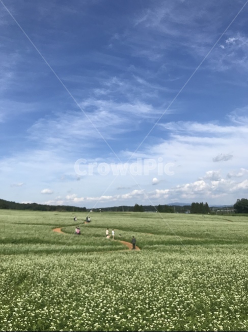 들판,전북고창,메밀꽃,가을하늘,가을,자연,풍경,nature,landscape,outdoors,옥외,field,들,land,땅