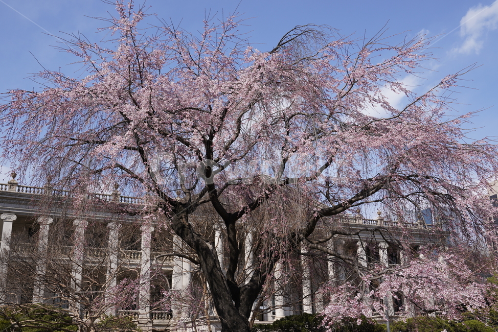 덕수궁,deoksugung,문화재,석조전,건물,building,seokjojeon,벚꽃,cherryblossom,식물,plant