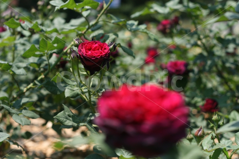 장미꽃,자연,풍경,외국장미,빨간장미,식물,자연,plants,nature,꽃,flower