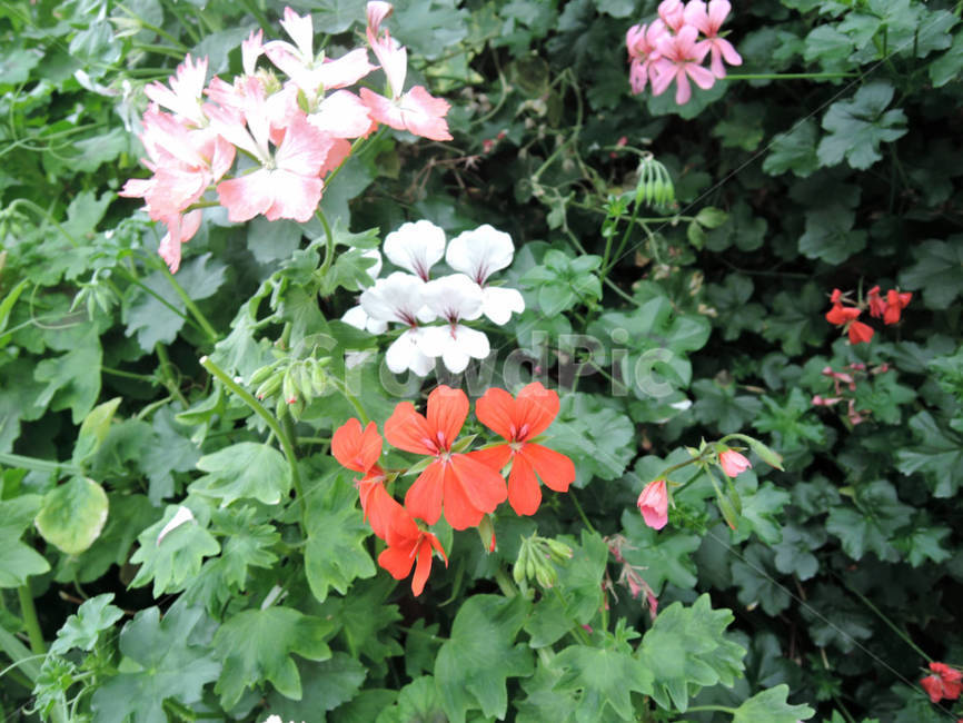 꽃,식물,flower,가든,garden,정원,예쁜,화려한,식물,자연,plants,nature,꽃,flower