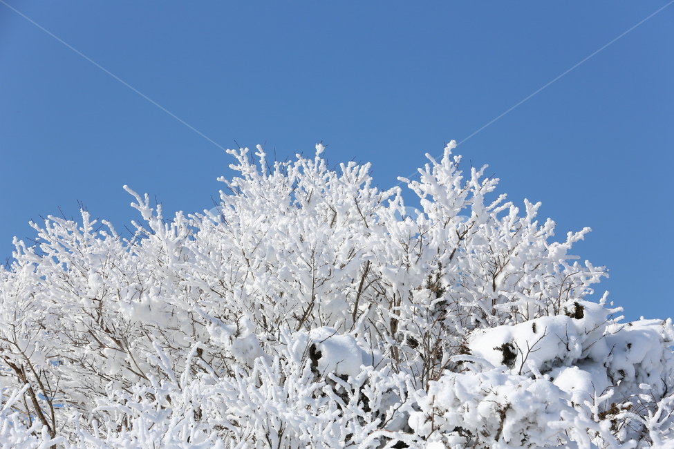 눈꽃,겨울,설경,자연,나무,풍경,nature,얼음,눈,snow,ice,겨울,계절,winter,season