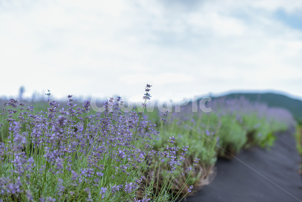 plant,식물,flower,꽃,blossom,라벤더,lavender,라벤더꽃,하늘,보라색꽃