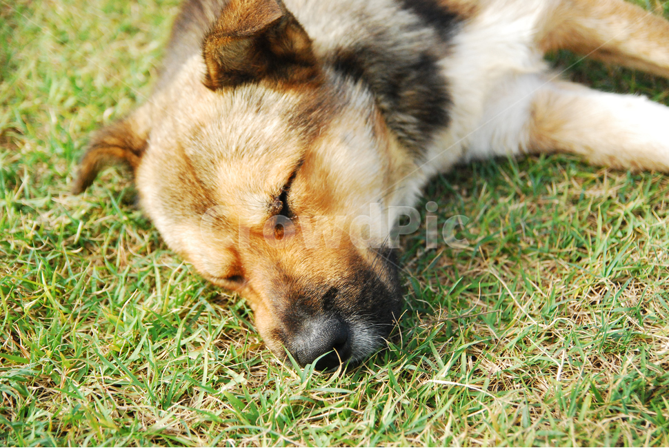 편안한,잠자는,멍멍이,개,잔디밭,동물,animal,포유류,mammal,개,강아지,dog,doggy
