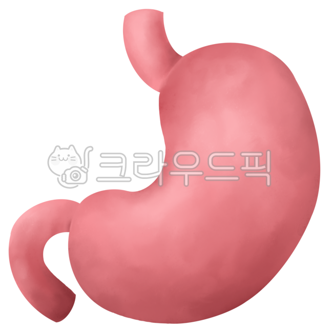 위, 인체, 장기, 해부학, stomach, 사진,이미지,일러스트,캘리그라피 - Lale작가