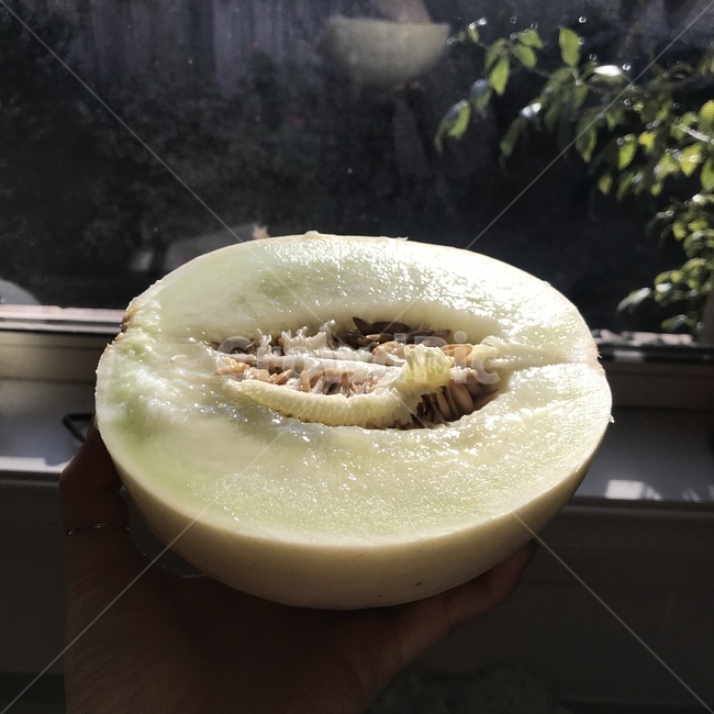 메론,멜론,허니듀,honeydew,과일,melon,과일식,음식,식재료,요리,food,cook,meal,dishes,food reserves,과일,열매,fruit,채소,야채,vegetables