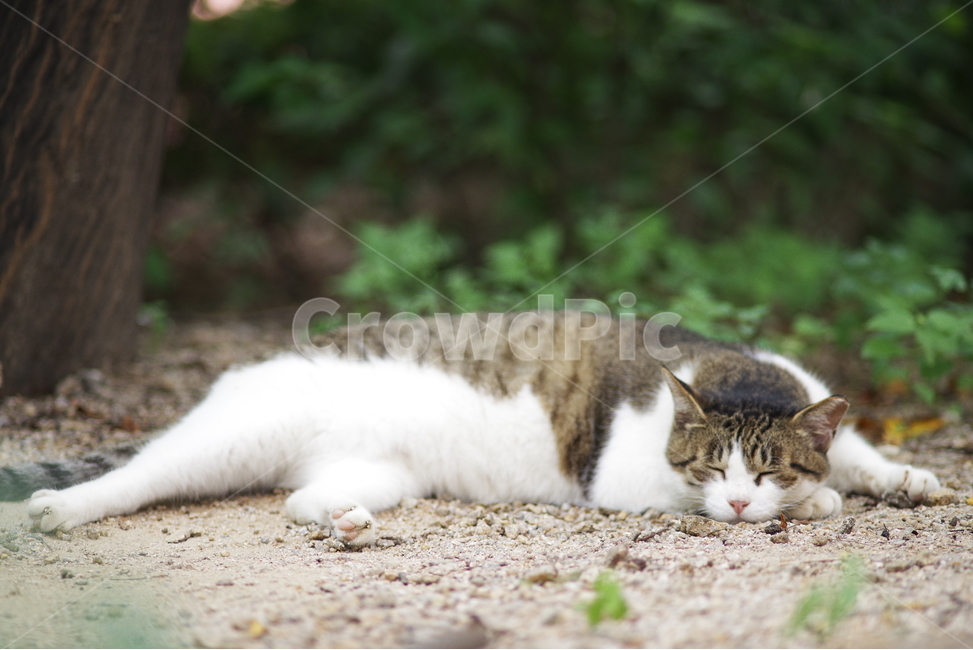 고양이,길고양이,길냥이,동물,야생동물,야생,자연,생물,귀여움,포유류,생명,애완동물,cat,kitty,kitten,cute,lovely,adorable,pet,animal,wild,wildlife,wildanimal,street,streetcat,stray,straycat,동물,animal,포유류,mammal,고양이,cat,kitten,kitty