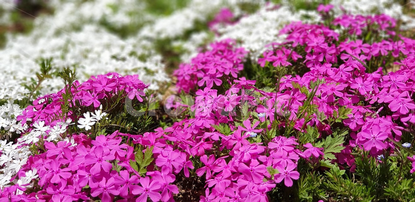 꽃,꽃잔디,분홍색,자연,식물,flower,nature,그린,green,pink,식물,자연,plants,nature,꽃,flower