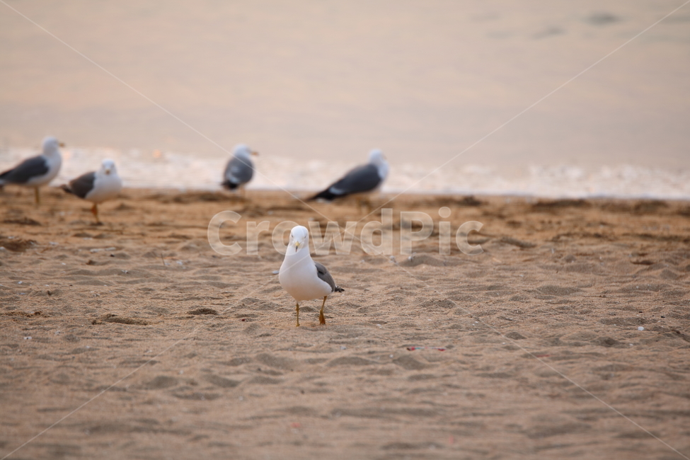 을왕리,해변,갈매기,갈매기친구들,새,동물,animal,조류,새,birds