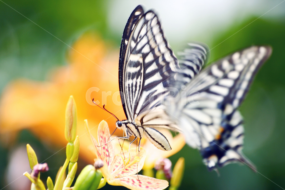나비,곤충,호랑나비,꽃,생태계,자연,동물,animal,곤충,벌레,insect,bug