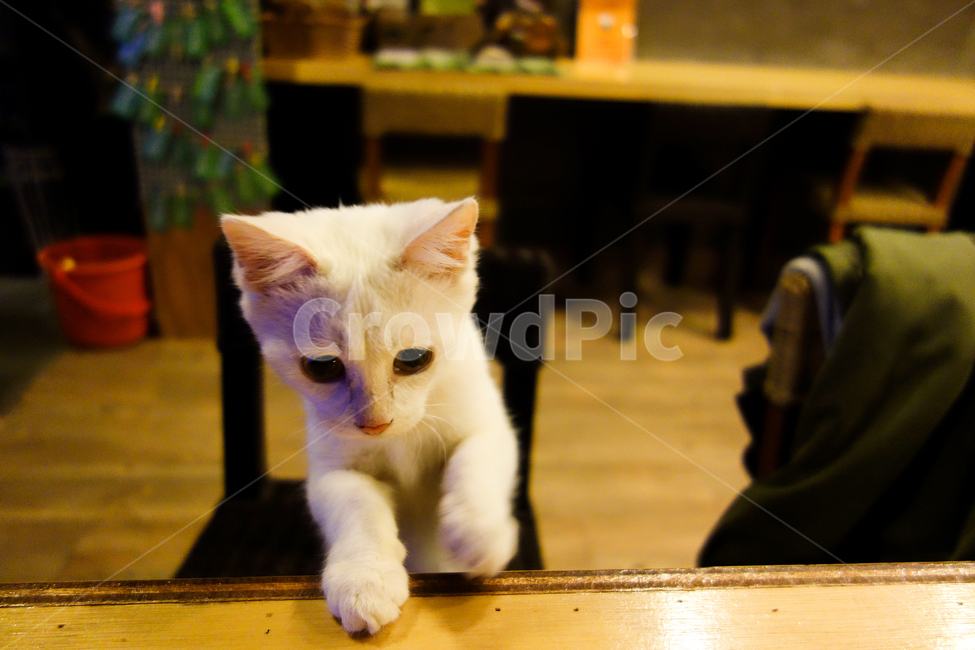 pet,애완동물,animal,동물,mammal,고양이,cat,포유류,새끼,baby